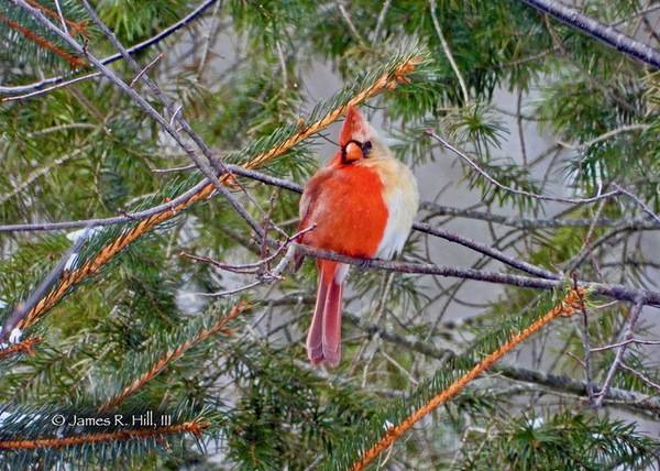 James R. Hill III; https://ebird.org/checklist/S82061849